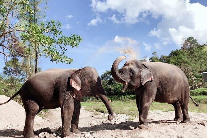 Local Farming Experience in Chiang Mai, Thailand - Who Should Book This Rice and Buffalo Workshop