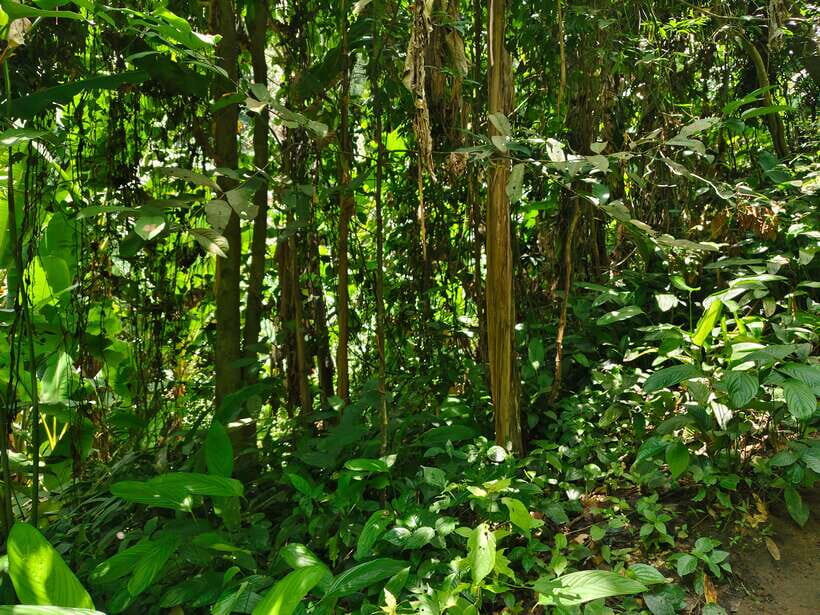 Monk trails hike, Wat Phalat, Monk chanting, Wat Doi Suthep. - Key things to know about this monk trails hike