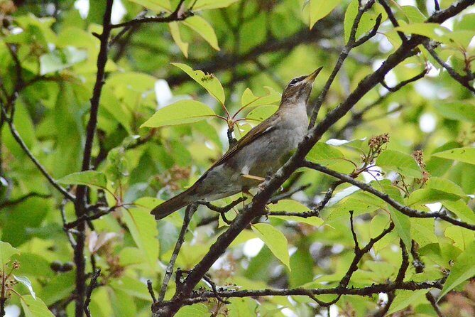 Mount Doi Inthanon Hiking & Bird Watching - Key Highlights You’ll Actually Feel On This Trip