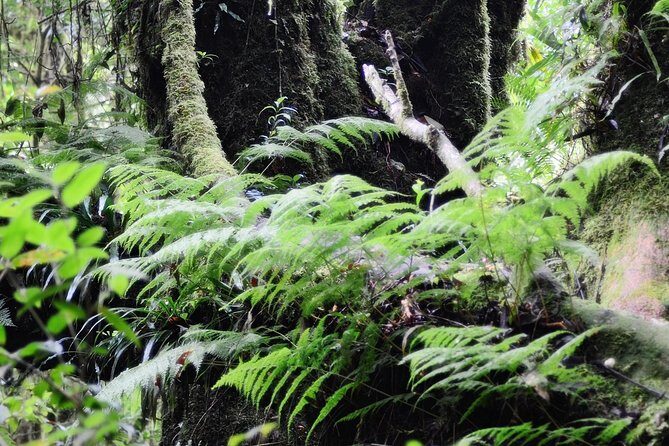 Mount Doi Inthanon Hiking & Bird Watching - Why Doi Inthanon Birding Changes the Game (Especially at 5:00 am)