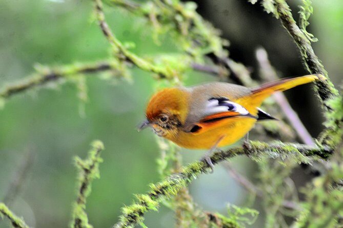 Mount Doi Inthanon Hiking & Bird Watching - What You’ll Get From the Hike Portion (Rice Fields, Flowers, Waterfall, Coffee)