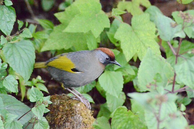Mount Doi Inthanon Hiking & Bird Watching - Guides and Community Context: Ming, Joe, and Nee