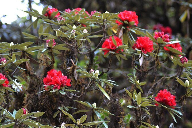 Mount Doi Inthanon National Park Sunrise and Hiking - Logistics: hotel pickup, meeting points, and the 9-hour reality