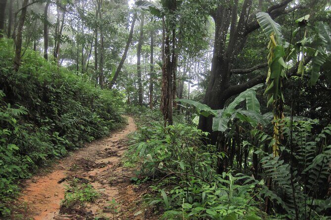 No.1 Chiang Mai: Advanced XC Downhill Biking, Doi Suthep N. Park - Transfers and Group Size: Comfortable Logistics for an Unforgiving Ride