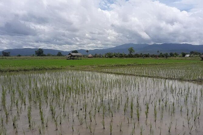 "No.1 Chiang Mai: Leisure Bicycle Ride to Lake Huay Tueng Tao" - Your 4-hour rhythm: test ride, rice fields, then lake time