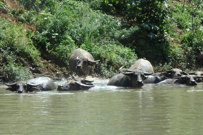 No.1 Chiang Mai: Leisure River Kayaking: Mae Taeng forest Reserve - Price and Value: Is $74.95 Actually Fair?