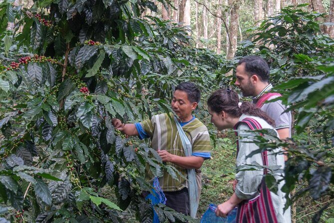 Off the Map Chiang Mai Jungle Coffee Trek Roast and Brew - Hands-on roasting masterclass: your coffee’s origin becomes your project