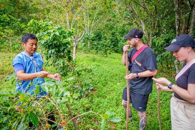 Off the Map Chiang Mai Jungle Coffee Trek Roast and Brew - V60 pour-over workshop: turning roast into a cup you understand