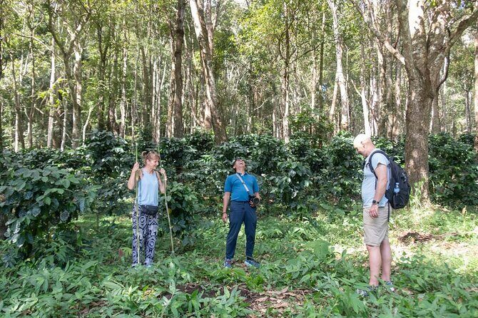 Off the Map Chiang Mai Jungle Coffee Trek Roast and Brew - Planting coffee trees: why this stop matters