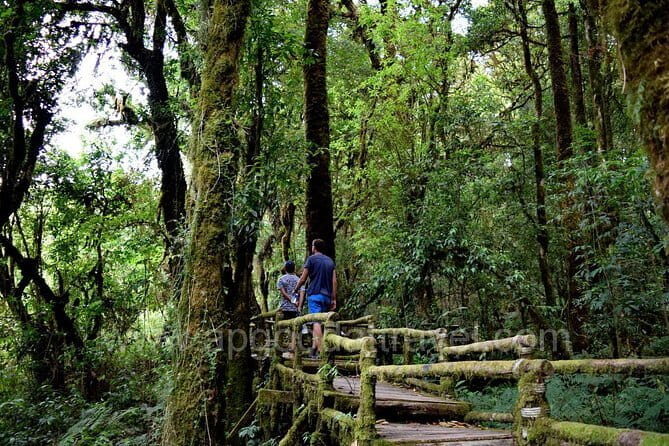 One day Doi Inthanon National Park & Trekking on Kew Mae Pan - Key Highlights You’ll Actually Feel in Your Day