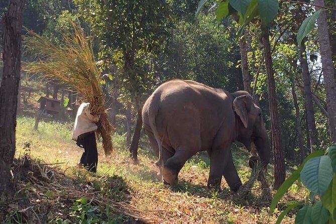 One day Elephants in Nature Experience & Grand Canyon Jumping - Key things I’d plan around on this Chiang Mai day trip
