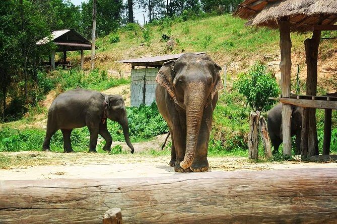 One day Elephants in Nature Experience & Grand Canyon Jumping - What to pack and how to make the day smoother
