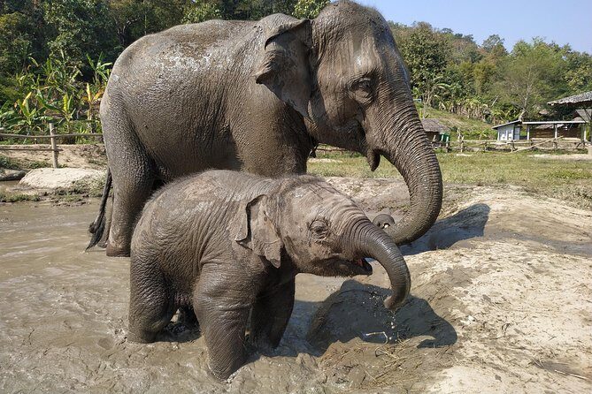 One Day Hiking and Elephant experience by Chiang Mai Elephant Home - Chiang Mai pickup and the 4x4 ride: start smooth, not stressed