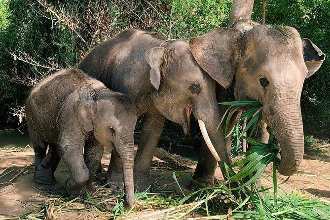 One Day Hiking and Elephant experience by Chiang Mai Elephant Home - The jungle hike: rice terraces, farmland, and waterfall time