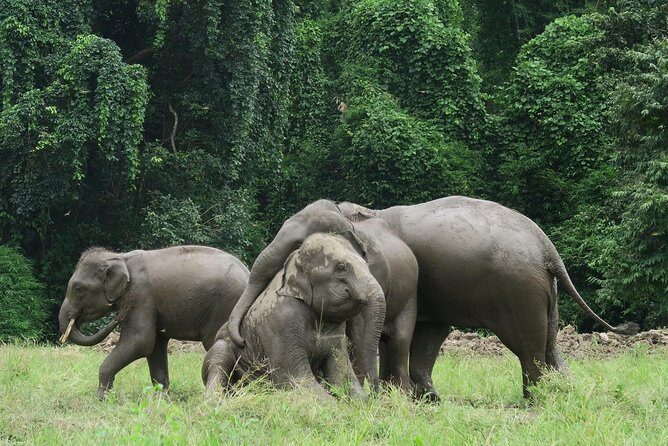 One Day Hiking and Elephant experience by Chiang Mai Elephant Home - Elephant Home encounter: what ethical contact should feel like