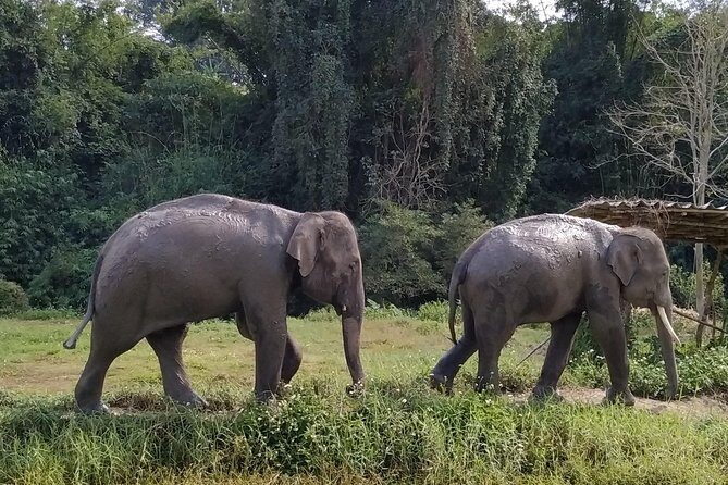One Day Hiking and Elephant experience by Chiang Mai Elephant Home - Lunch and small comfort wins that matter on a long day