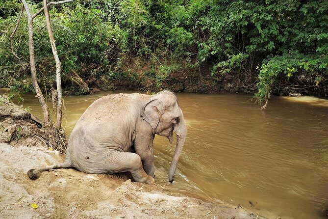 One Day Hiking and Elephant experience by Chiang Mai Elephant Home - Who should book this tour (and who might want a backup plan)