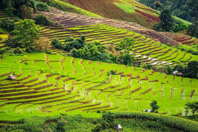 Private Program Discovery Chiang Mai - Half/Full day / Night tour - Who this Chiang Mai tour suits best