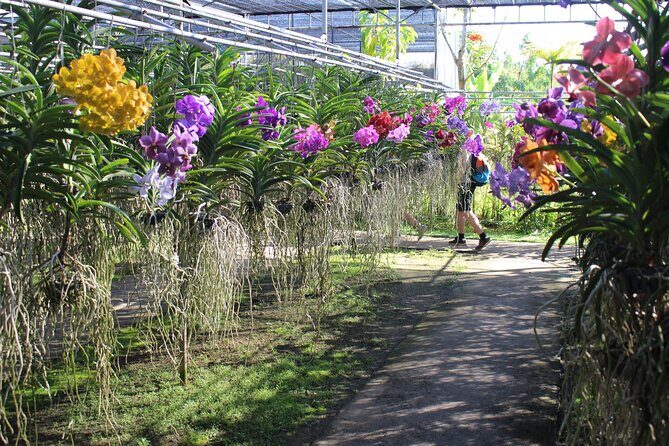 Private tour] Perfect day! Sticky waterfall + ChiangDao Cave + Wat BandenTemple - Price and logistics: what $119.97 buys you in Chiang Mai