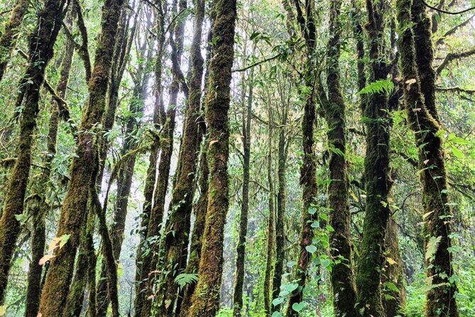 Private Tour to Chiang Mai Rice Terraces and National Park - Price and value: what $141 covers on a private day