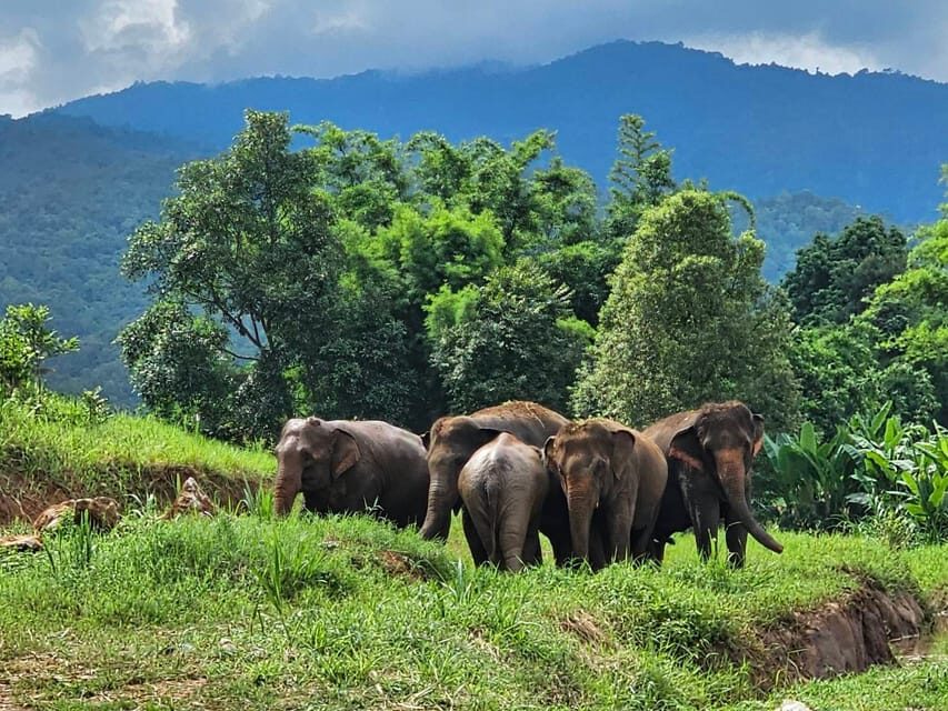 Rantong elephant sanctuary Chiangmai - What this elephant sanctuary experience really gives you