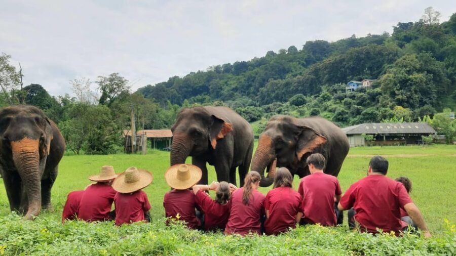 Rantong elephant sanctuary Chiangmai - The value question: is $57 for 4 hours worth it?