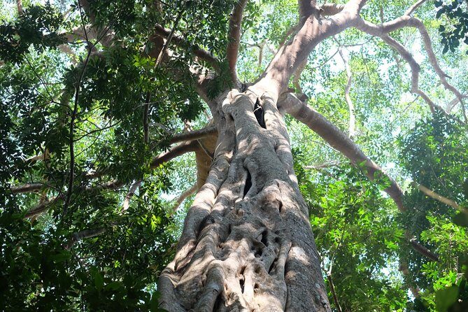 Small Group : Trekking Trip in Chiang Mai (Doi Suthep Area) with Market Tour - Lunch at a Local Restaurant: Kao Soi and the Right Amount of Spicy