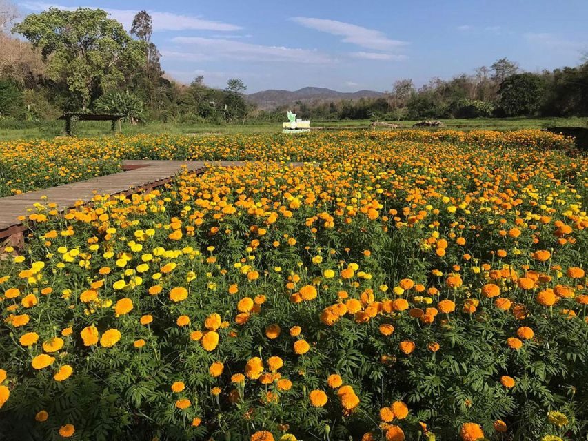 Zipline Experience in Chiang Mai - Should You Book This Phoenix Adventure Park Zipline?